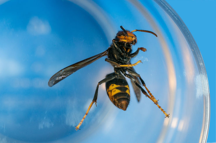 moyens de lutte écologique contre le frelon