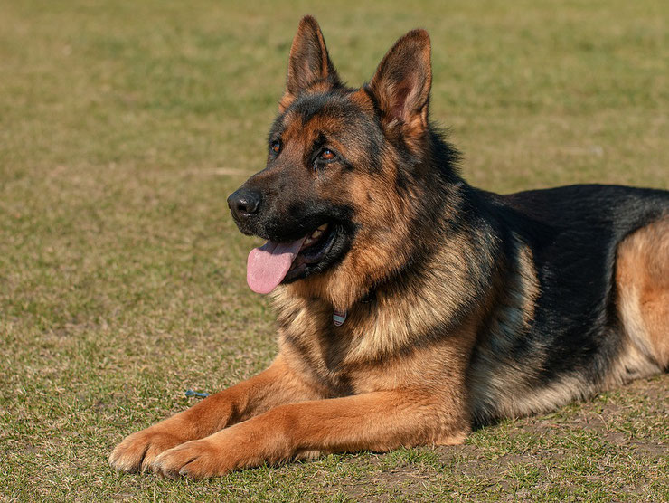 chien de cinema rintintin berger allemand