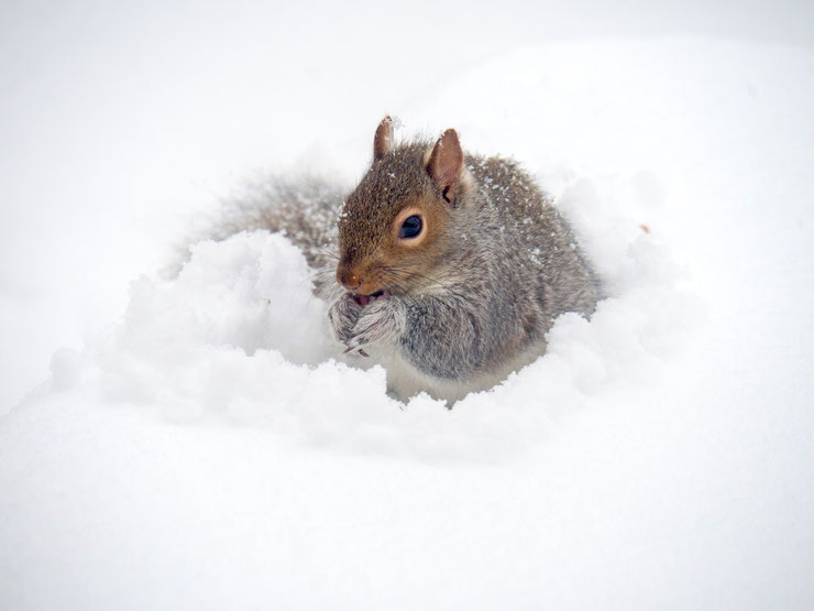 ecureuil gris animaux dans la neige grey squirrel in the snow