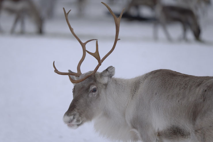 renne Laponie Finlande