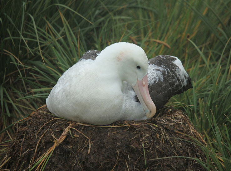 albatros hurleur fiche animaux oiseaux par A taille poids distribution habitat