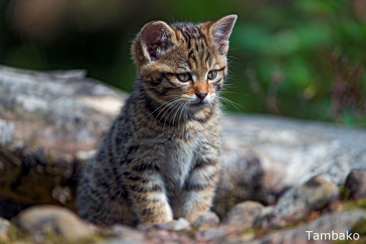 30 Magnifiques Photos De Bebes Animaux Diconimoz