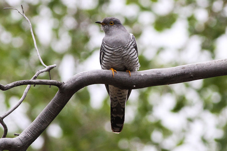 coucou gris common cuckoo