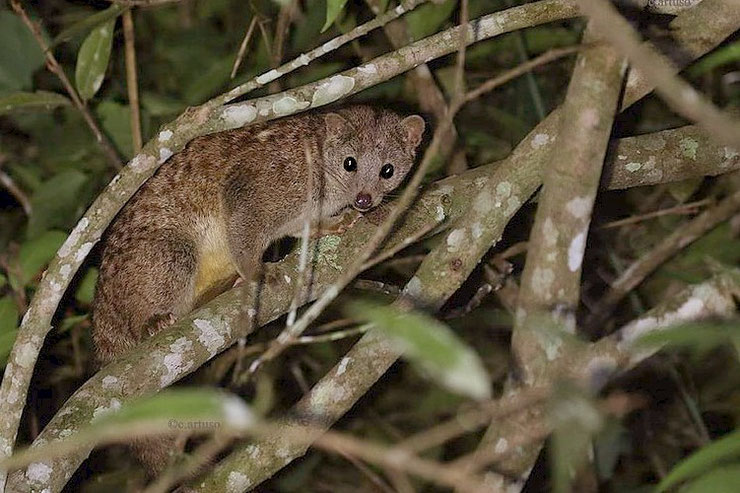 nandinie afrique fiche animaux   taille poids alimentation reproduction 