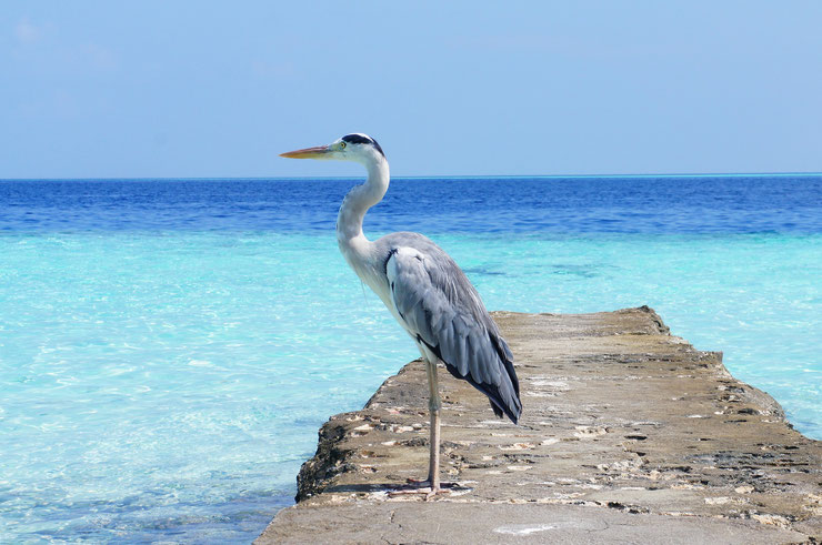 heron cendre poids taille habitat distribution fiche oiseaux animaux