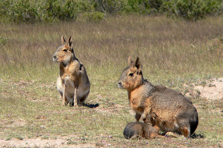 fiche animal mara ou lievre de patagonie patagonian cavy