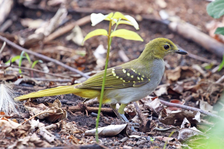 fiche animaux oiseaux nicator a gorge grise afrique