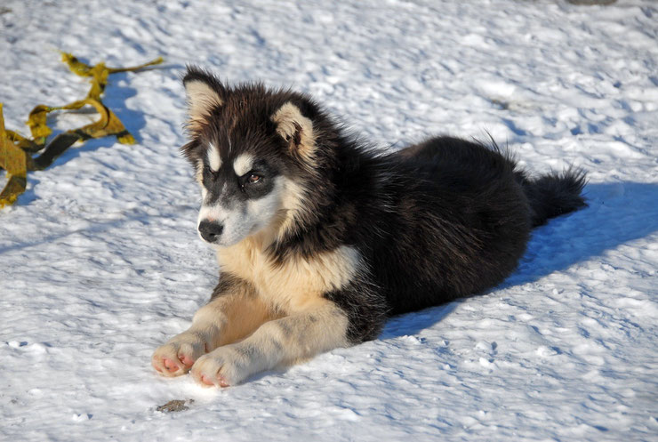 chiot groenlandais du groenland fiche chien comportement chien de traineau caractere