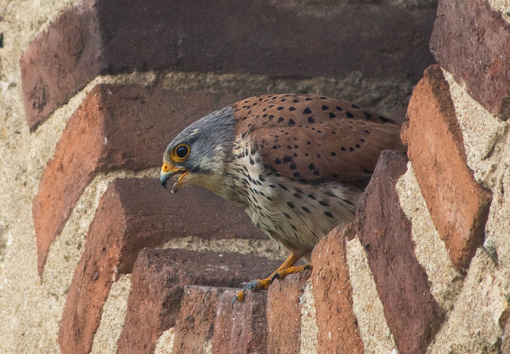 faucon crecerelle male fiche oiseaux