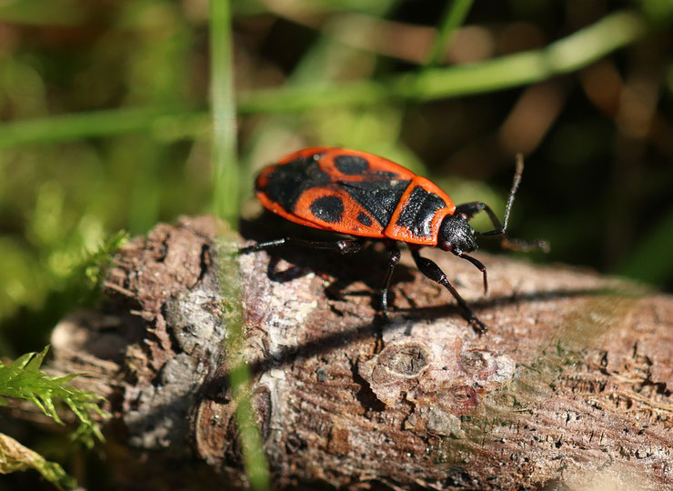 gendarme fiche insecte animaux de nos jardins