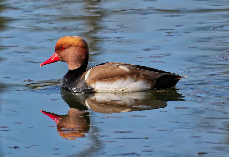 nette rousse fiche oiseaux animaux animal par N