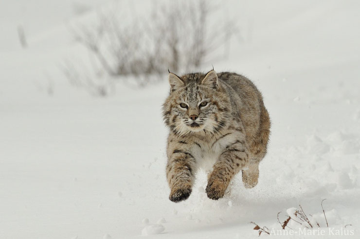 lynx roux ou bobcat nom différent canada