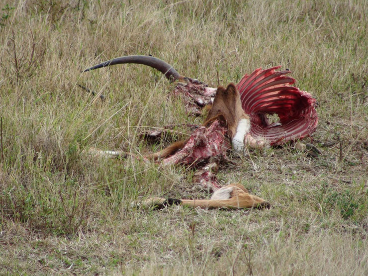 carcasse antilope