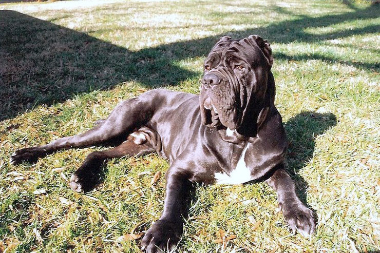 matin de naples fiche chien animaux animal fact dog neapolitan mastiff race caractere comportement origine poil couleur