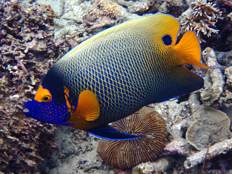 poisson ange a tête bleue blueface angelfish fiche poisson