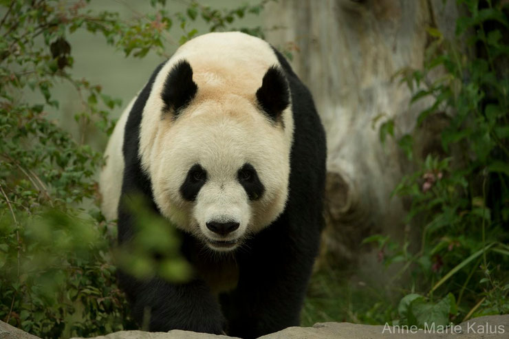 animaux chine panda