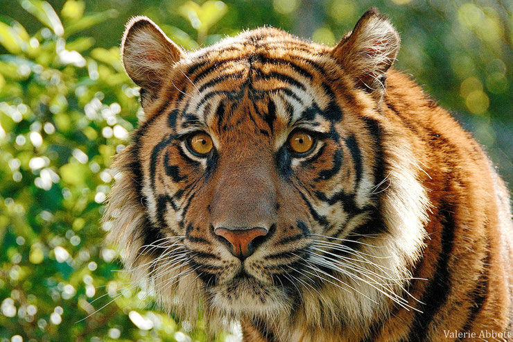 tigre de sumatra fiche animaux felins animal fact wildcat sumatran tiger