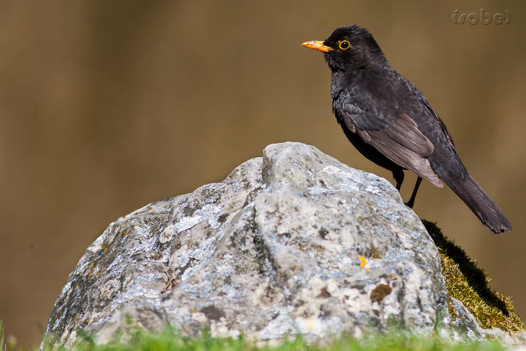 animaux noirs oiseaux merle thematique