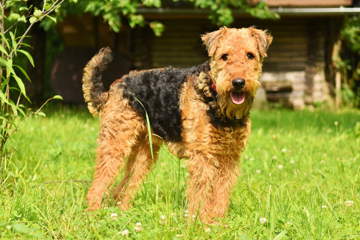 airedale terrier fiche race de chiens