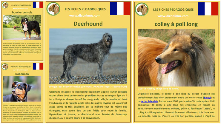 fiche animaux animal de compagnie  chien à telecharger et a imprimer pdf comportement origine caractere race bouvier bernois doberman deerhound colley à poil long 