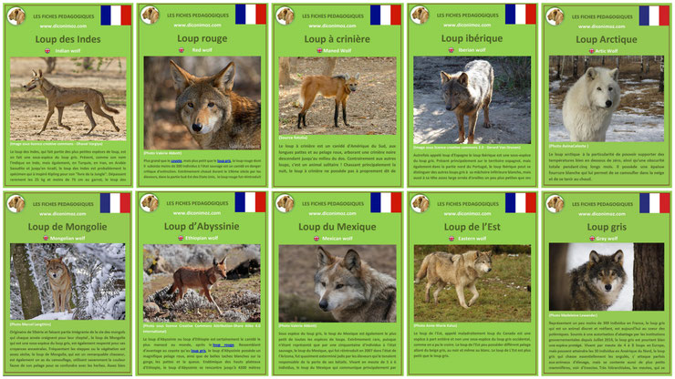 fiches animaux pdf les loups du monde entier à telecharger et a imprimer : loup gris, loup d'abyssinie, loup arctique, loup de l'est, loup du mexique, loup indien 10 species of wolf wolves