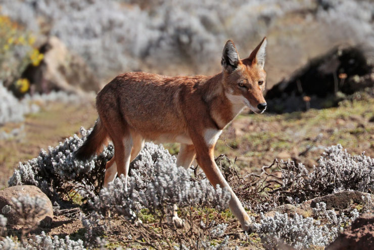 loup d'Abyssinie fiche animaux ethiopie animal fact ethiopian wolf 