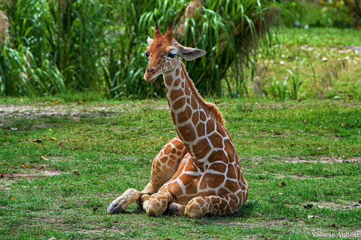 bébé girafe girafon