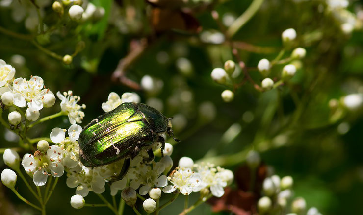 cetoine doree fiche insecte animaux