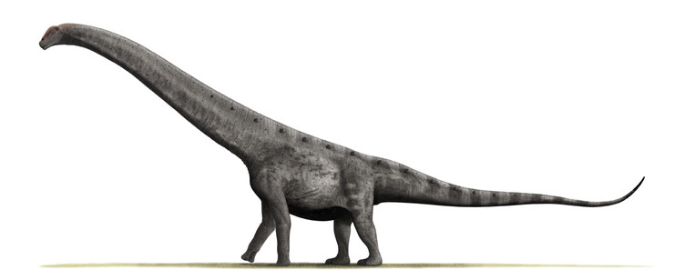 argentinausorus dinosaure du cretacé supérieur