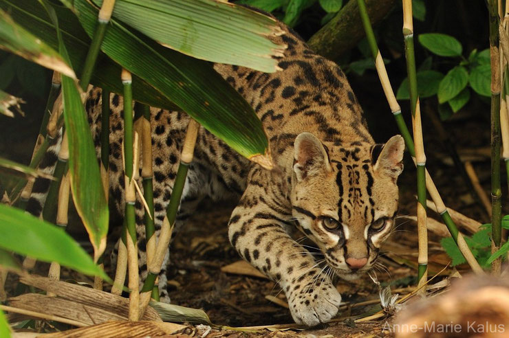 l'ocelot le chat d'amérique latine