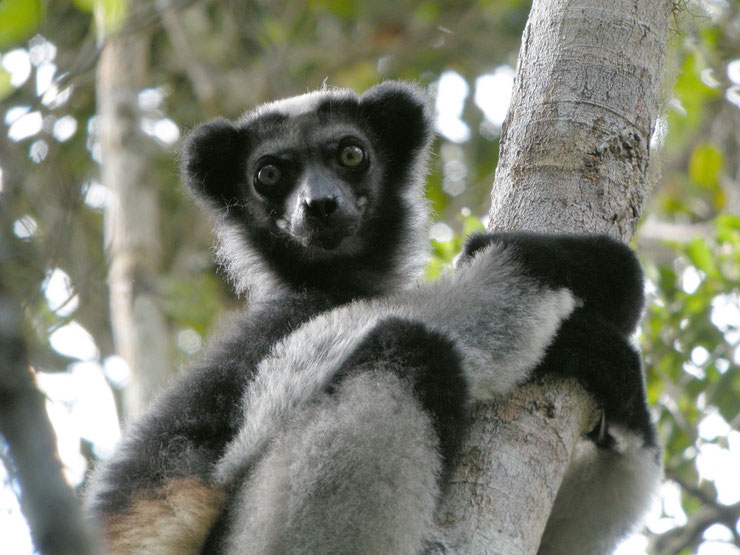 indri fiche animaux madagascar