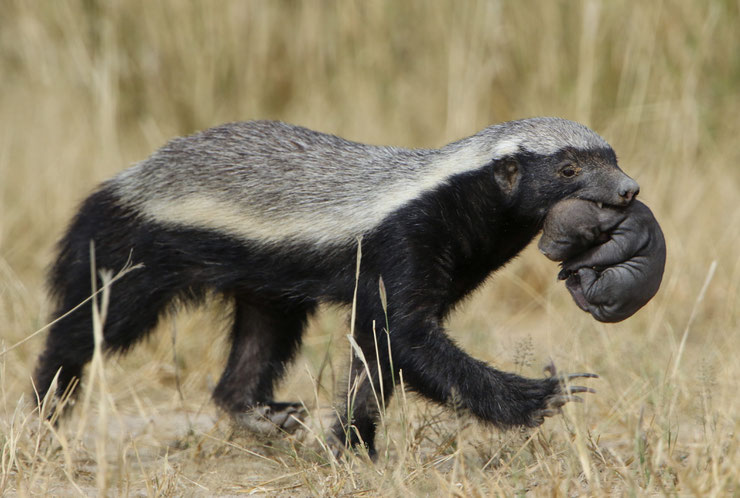 zorille du cap ratel fiche animaux mustelides animal facts honey badger