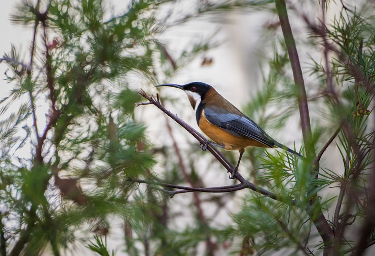 Méliphage a bec grele eastern spinebill Acanthorhynchus tenuirostris