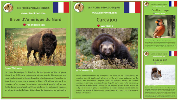 une collection complète de fiches animaux pédagogiques au format PDF à télécharger, imprimer et partager dans les écoles et à la maison