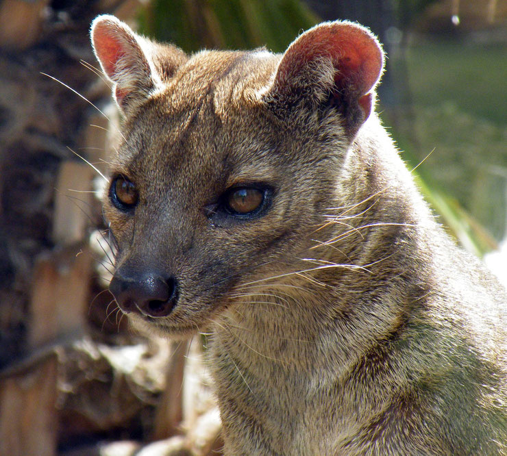 fossa animal magadascar