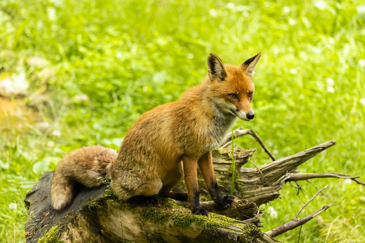 L'importance du renard dans la régulation des petits mammifères