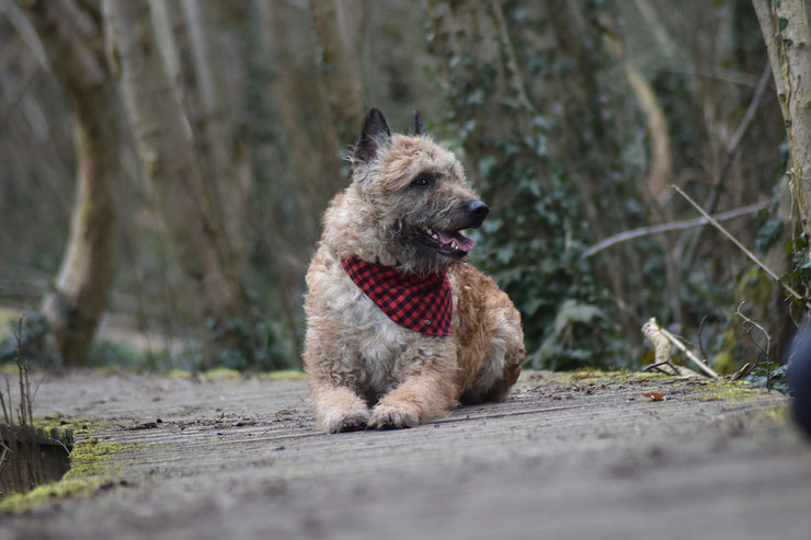 laekenois berger belge fiche chien caractere origine histoire sante comportent