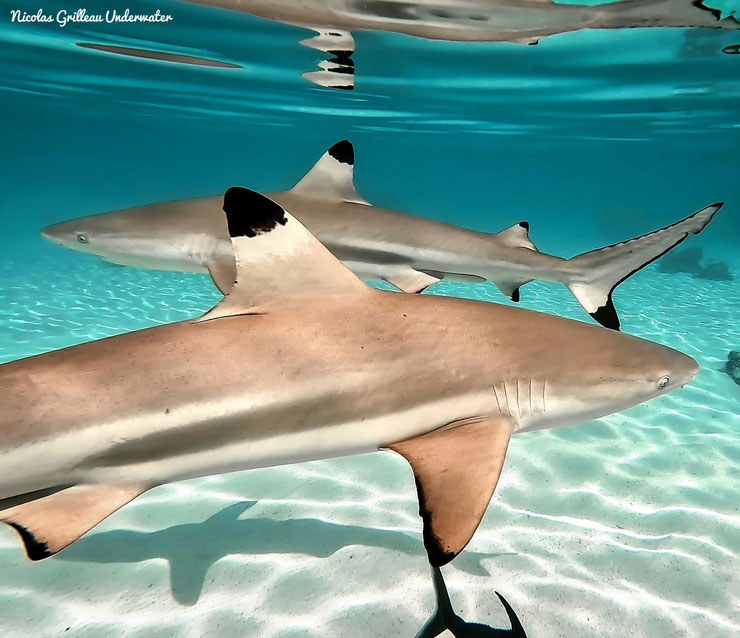 requin à pointes noires polynesie fiche poisson animaux marins polynesie française