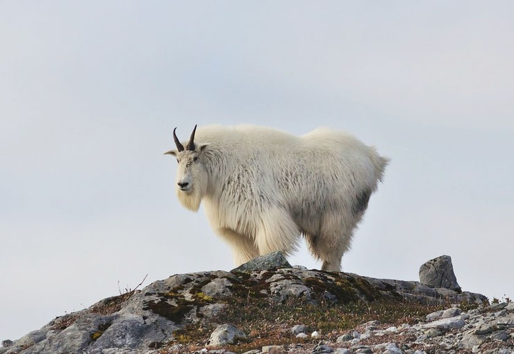 fiche animaux chevre des montagnes rocheuses poids taille habitat distribution