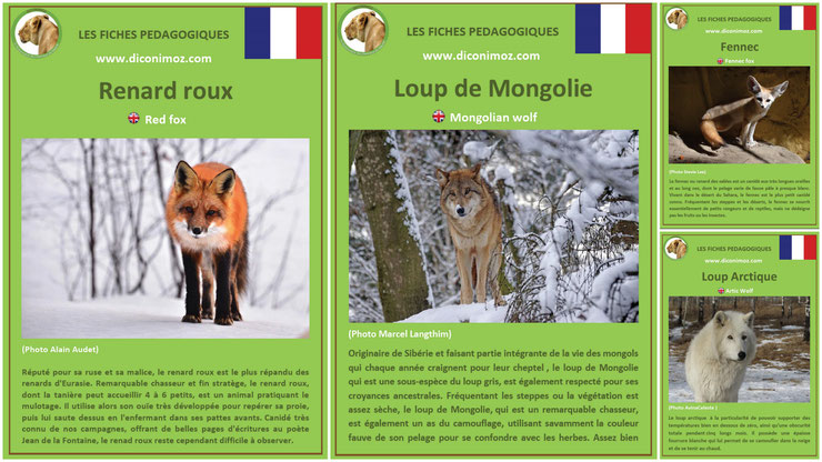 fiches animaux pedagogiques loups renard canides sauvages à telecharger et a imprimer pdf download animal fact renard roux loup mongolie loup arctique fennec