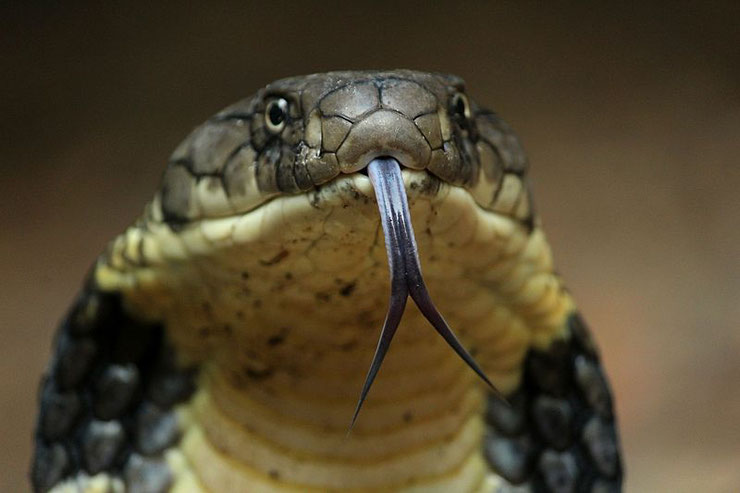 cobra royal fiche animaux reptiles serpent animal facts snake king cobra