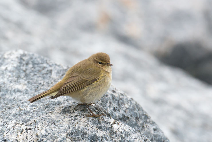 pouillot veloce oiseau migrateur