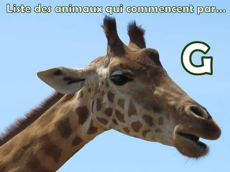 liste des animaux qui commencent par la lettre G