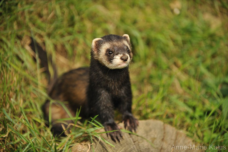 putois animaux nuisibles en voie de destruction 