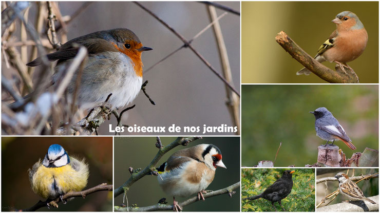 apprenez a reconnaitre  à coup sur les oiseaux de nos jardins