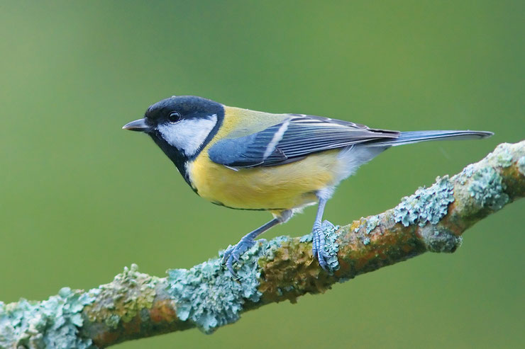 Mésange charbonnière parus major