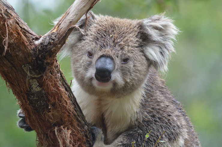 koala liste des marsupiaux