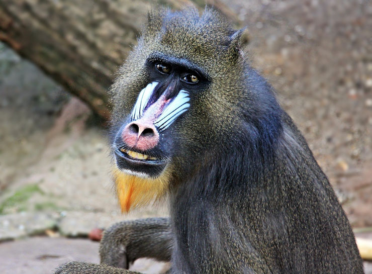 singe mandrill portrait fiche animaux