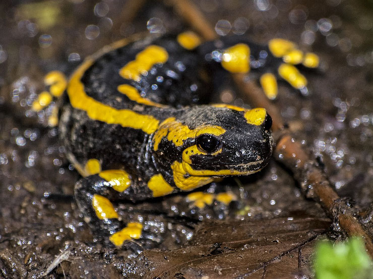 salamandre tachetee taille poids longevite habitat alimentation distribution