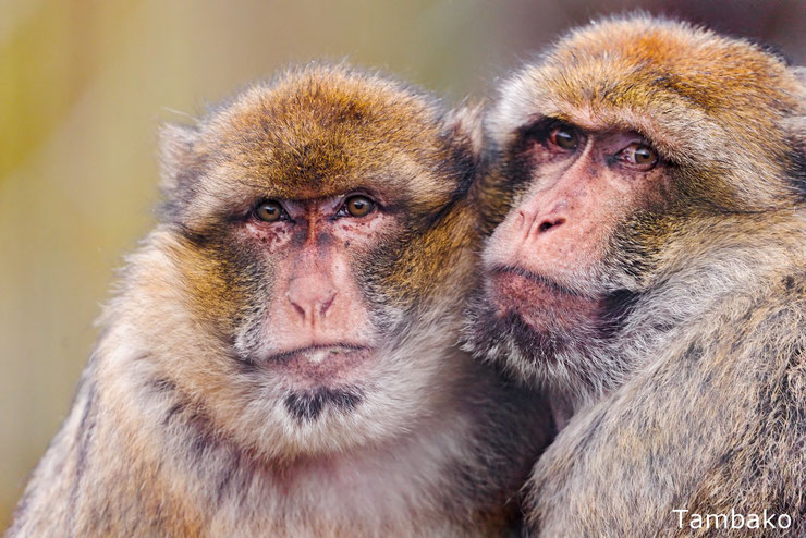 macaques berbères singe de Gibraltar